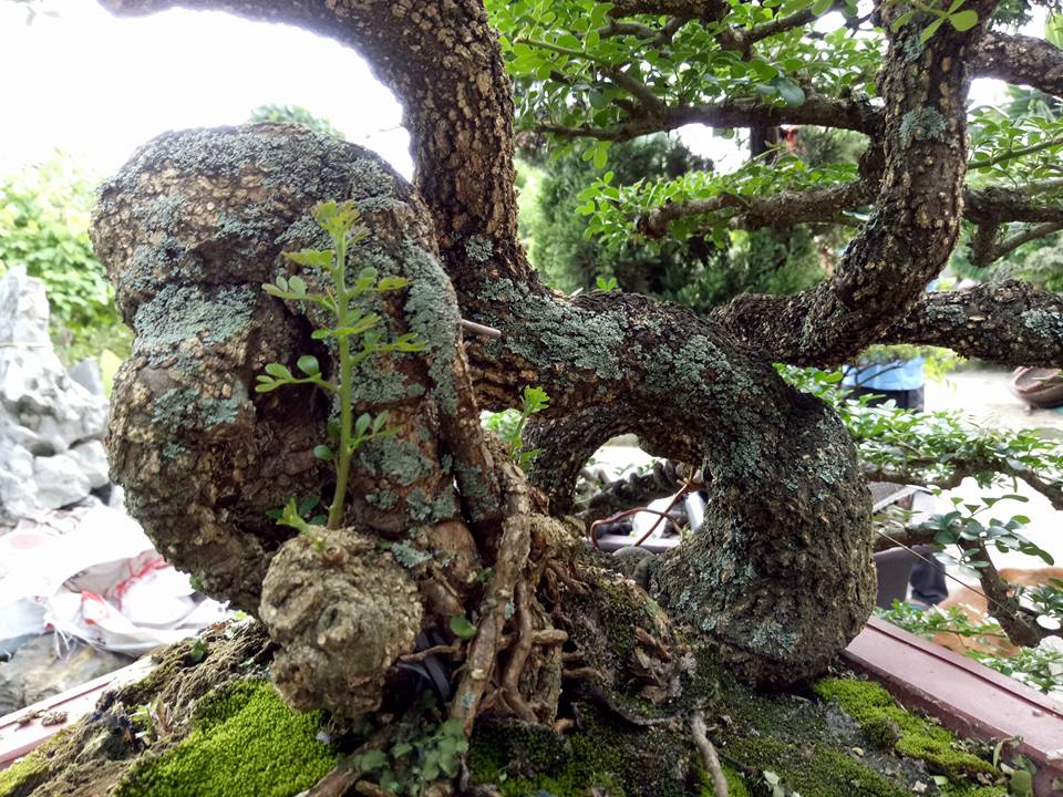 Cây[-]"cần[-]thăng”[-]có[-]giá[-]nghìn[-]đô?